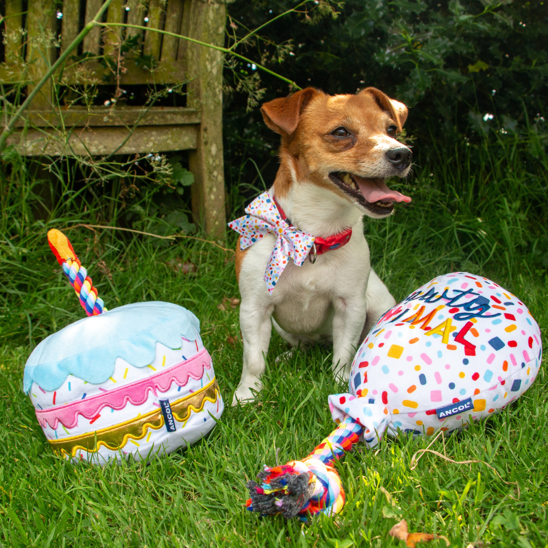 Ancol Pawty Balloon - Plush, Squeaky Tug Toy for Dogs