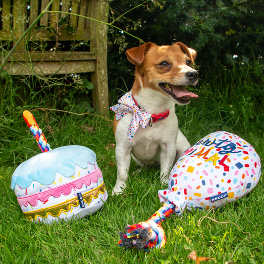 Ancol Pawty Balloon - Plush, Squeaky Tug Toy for Dogs