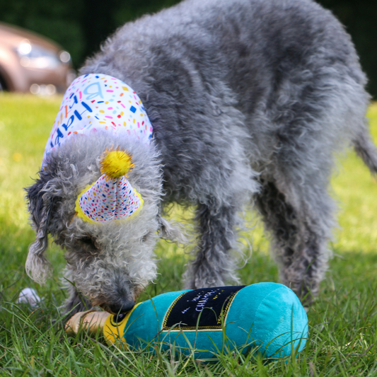 Ancol Pawty Champagne - Plush, Squeaky Celebration Toy for Dogs