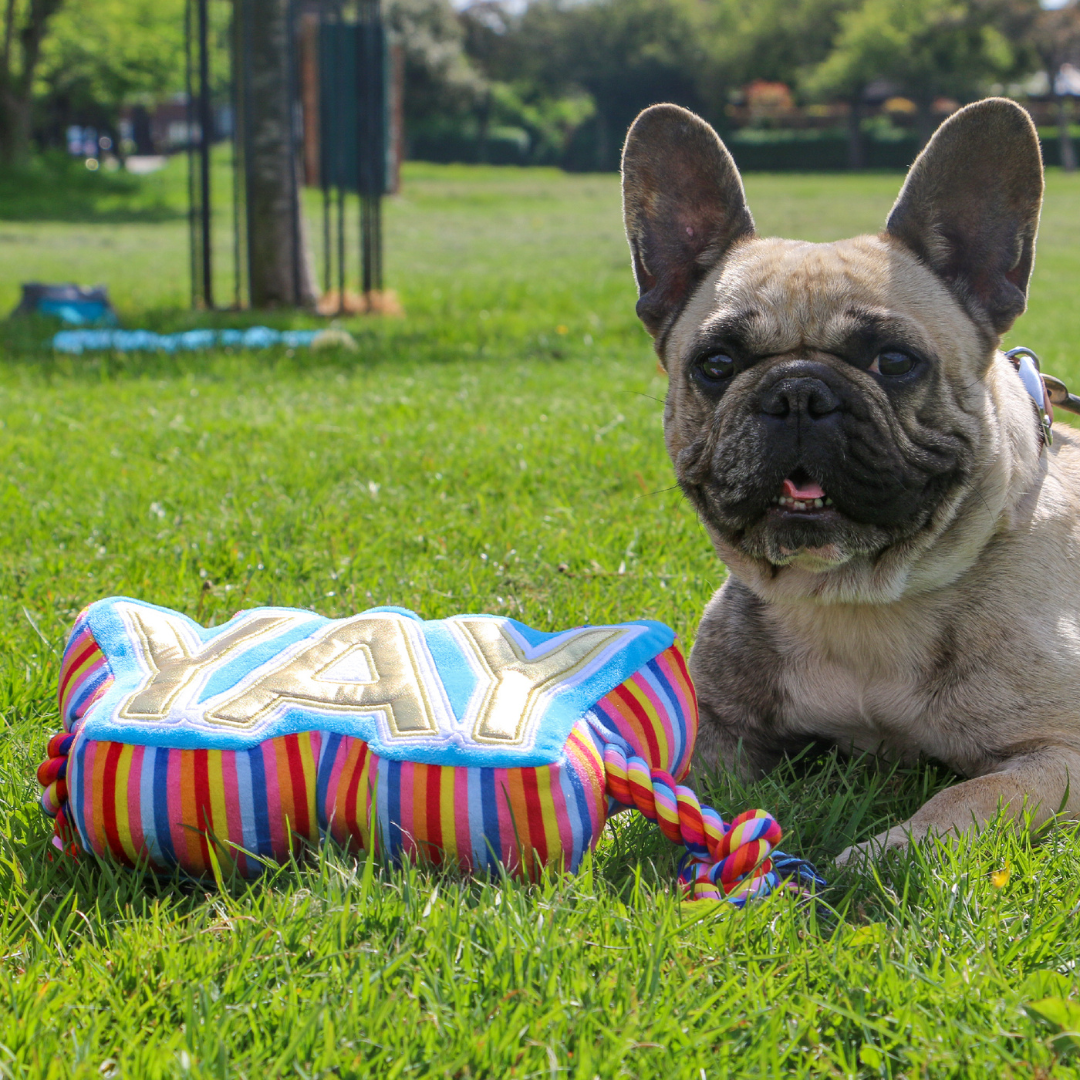 Ancol Pawty Yay Tugger - Plush